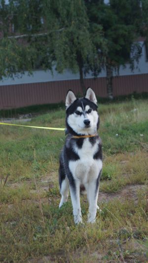 Dog Photo