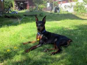 Dog Photo