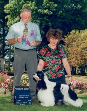 Dog Photo