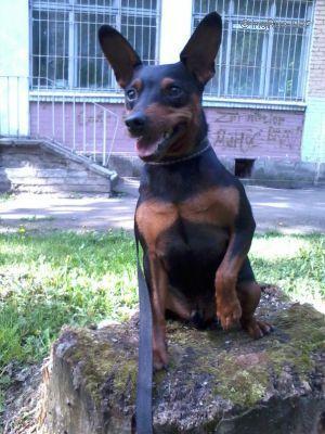 Dog Photo