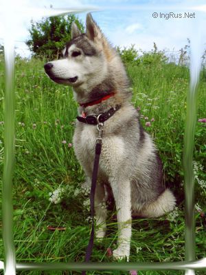 Dog Photo