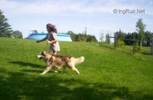 Dog Photo
