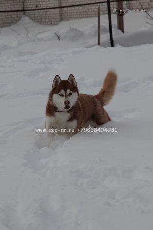 Dog Photo