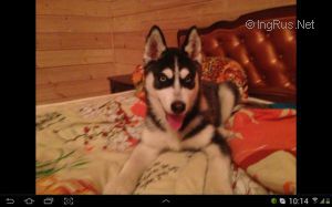 Dog Photo