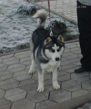Dog Photo