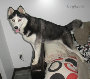 Dog Photo