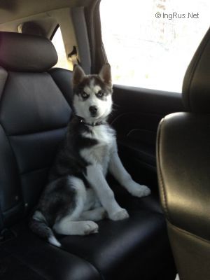 Dog Photo