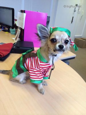 Dog Photo