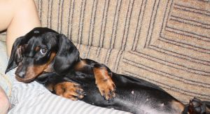 Dog Photo