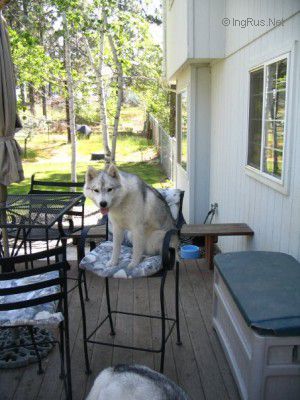 Dog Photo