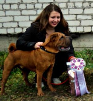 Dog Photo