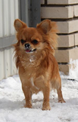 Dog Photo