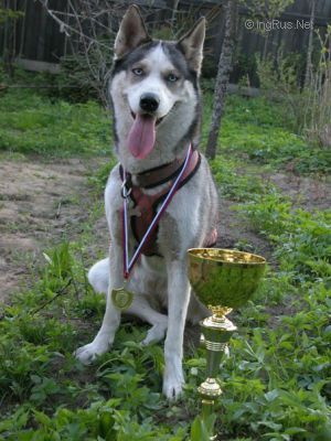 Dog Photo