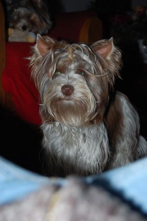 Dog Photo