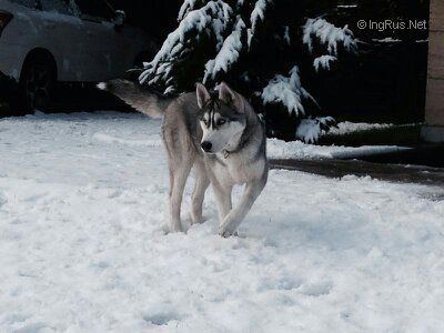 Dog Photo