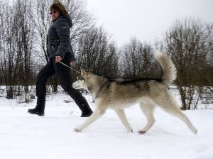 Dog Photo