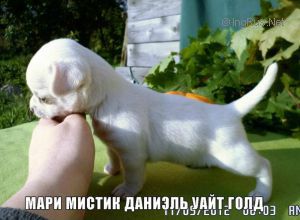 Dog Photo