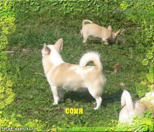 Dog Photo