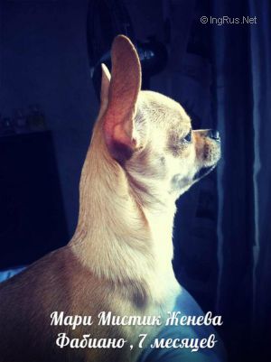 Dog Photo