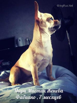 Dog Photo