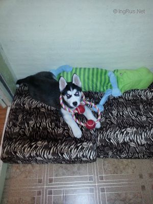 Dog Photo