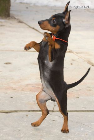 Dog Photo