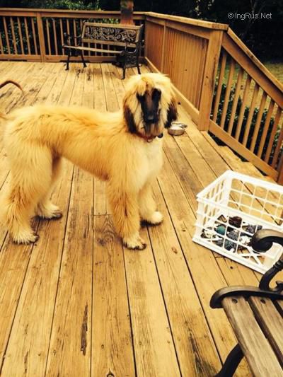 Dog Photo