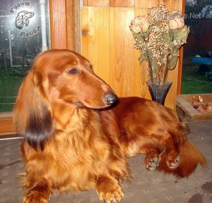 Dog Photo