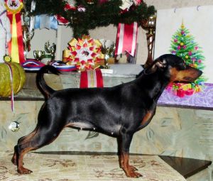 Dog Photo