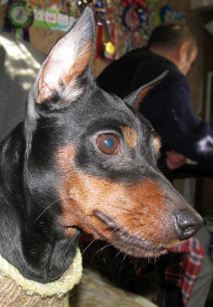 Dog Photo