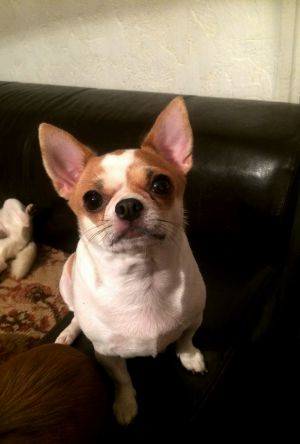 Dog Photo