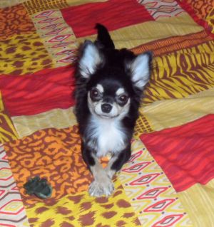 Dog Photo