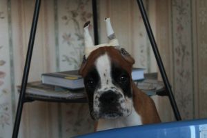 Dog Photo