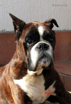 Dog Photo