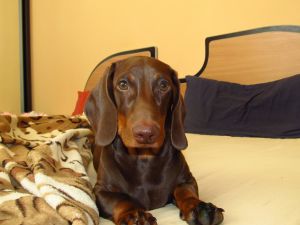 Dog Photo
