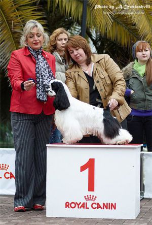 Dog Photo
