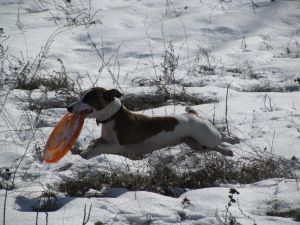 Dog Photo
