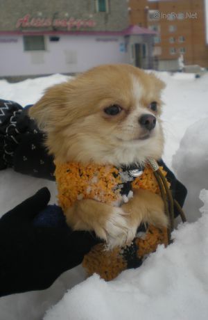 Dog Photo