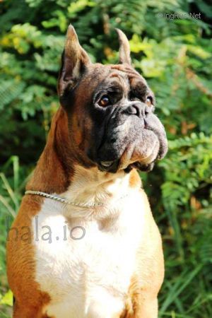 Dog Photo
