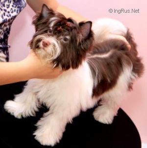 Dog Photo