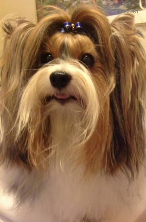 Dog Photo
