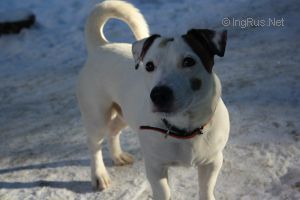 Dog Photo