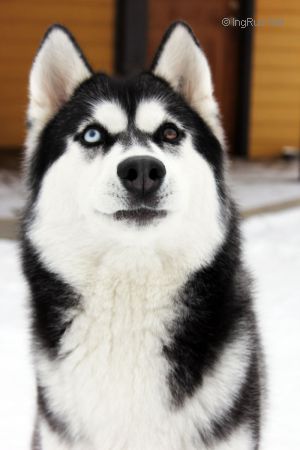 Dog Photo
