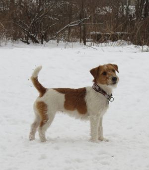 Dog Photo