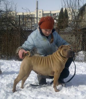 Dog Photo