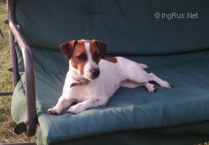 Dog Photo