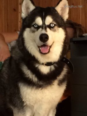 Dog Photo
