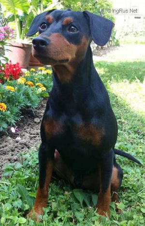 Dog Photo