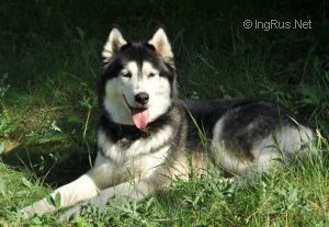Dog Photo
