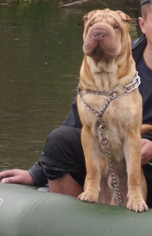 Dog Photo